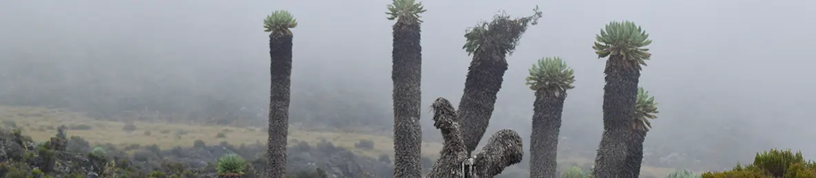 Kilimanjaro Marangu Route 