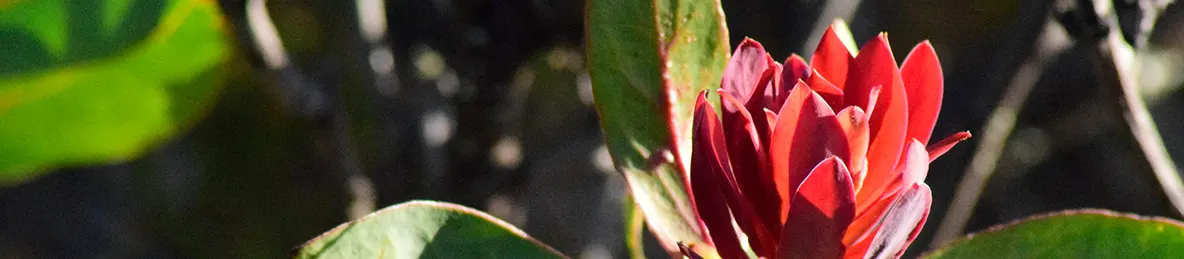 Kilimanjaro Marangu Route 