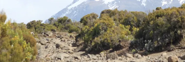  From Horombo hut to Mandara Hut to Marangu Gate then back to Moshi/Arusha 