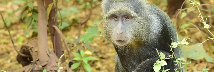 Arusha to Lake Manyara