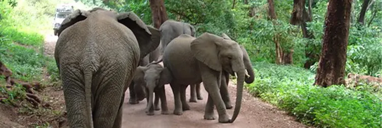 Manyara to Serengeti (Afternoon Game Drive) 