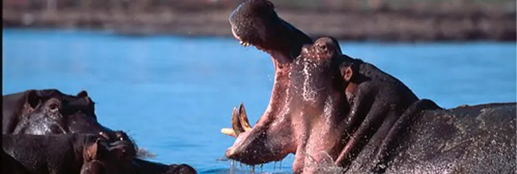 Arusha to Lake Manyara National Park