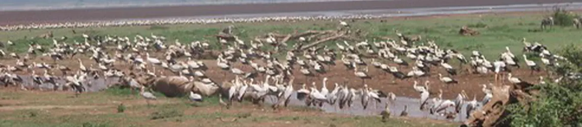Lake Manyara National Park