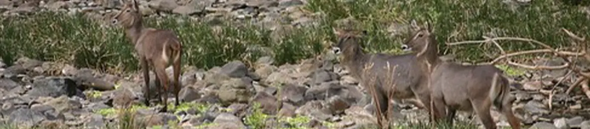 Lake Manyara National Park