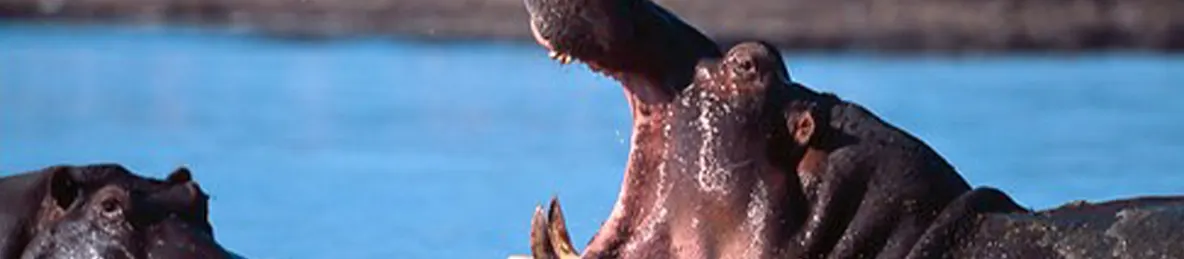 Lake Manyara National Park