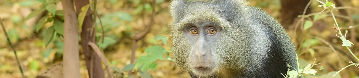 Lake Manyara National Park