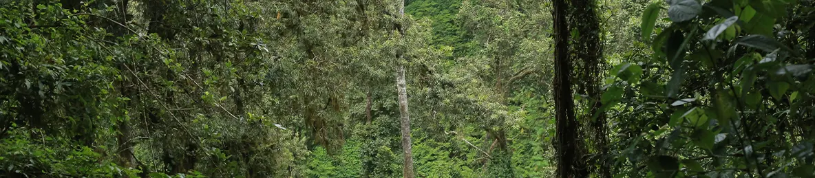 Kilimanjaro Lemosho Route, Northern Circuit Route