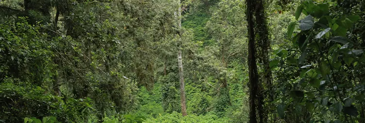 Begin climbing from Londorossi Gate to Big Tree Camp