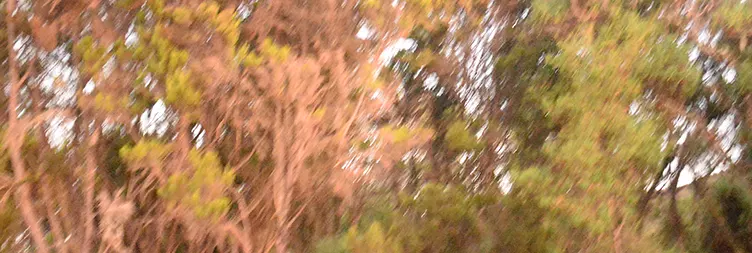 Moshi/ Arusha Machame Gate- Machame Camp