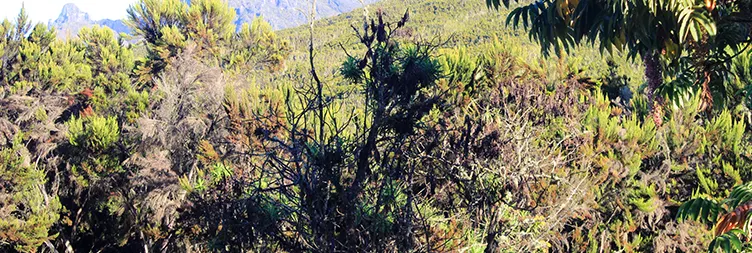 Machame Camp to Shira 2 Camp 