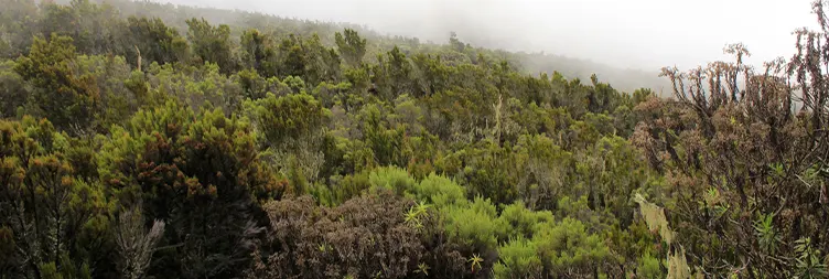  Machame Camp to Shira 2 Camp