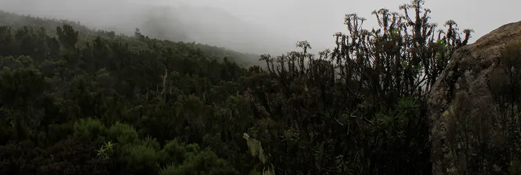 Machame Camp Shira 2 Camp 