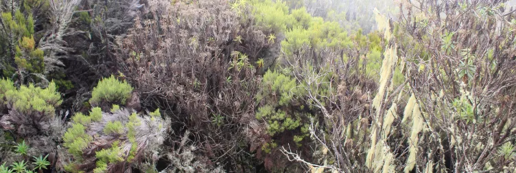 Machame Camp- Shira 2 Camp 