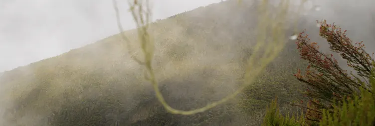 Machame Camp - Shira 2 Camp 