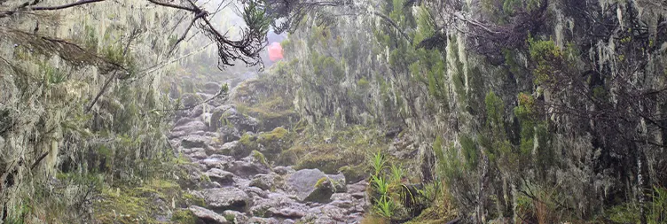  Machame camp to Shira 2 camp