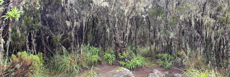  Barafu Camp Uhuru Peak (Summit Point) Back to Barafu Camp then to Mweka Camp