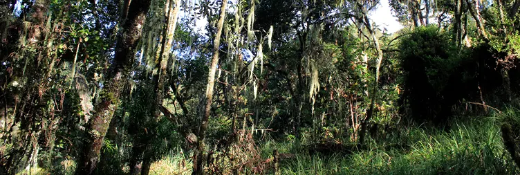 Shira 2 Camp to Lava Tower to Barranco Camp