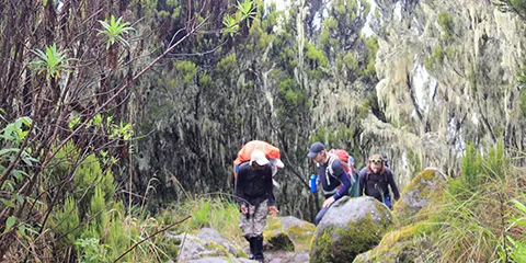 cover-6 Days Kilimanjaro Hiking Tour Machame Route Experience