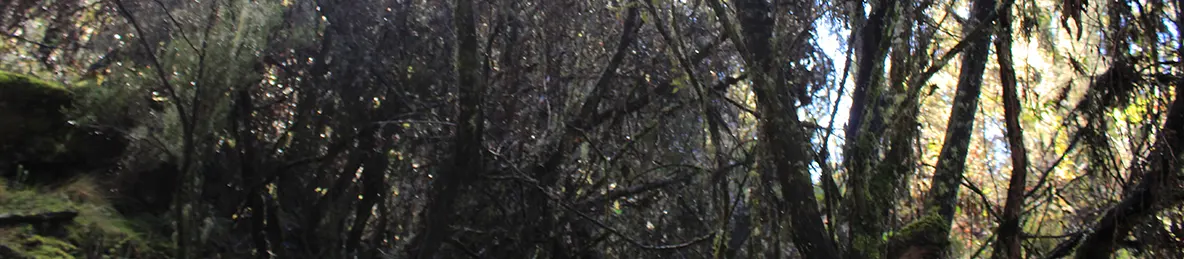 Kilimanjaro Machame Route