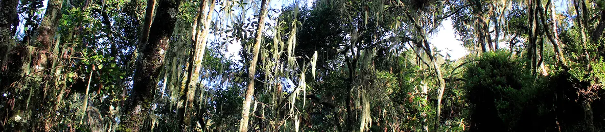 Kilimanjaro Machame Route