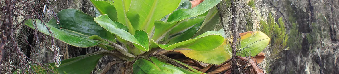 Kilimanjaro Machame Route