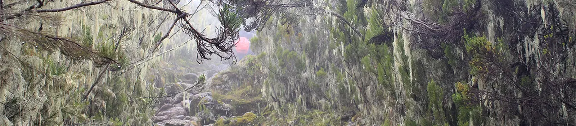 Kilimanjaro Machame Route
