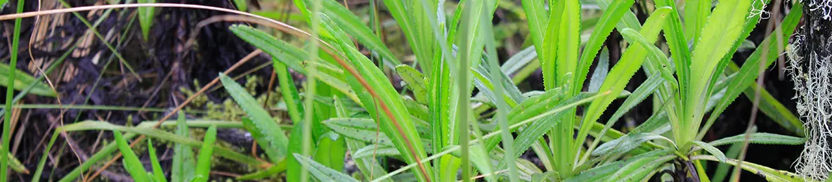 Kilimanjaro Machame Route