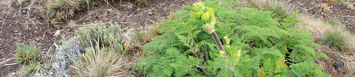 Kilimanjaro Machame Route