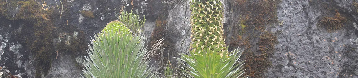 Kilimanjaro Machame Route