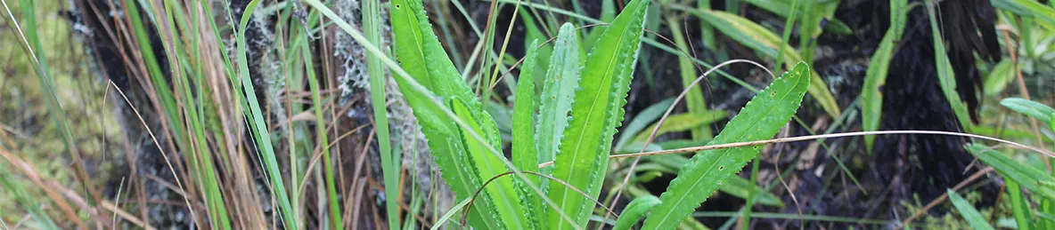 Kilimanjaro Machame Route