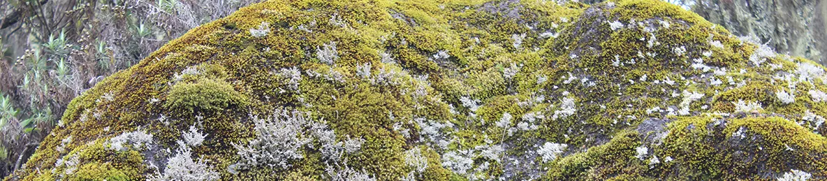 Kilimanjaro Machame Route