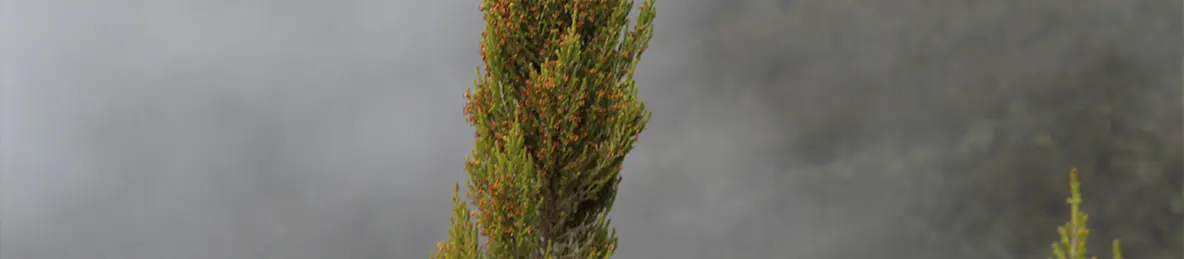 Kilimanjaro Machame Route