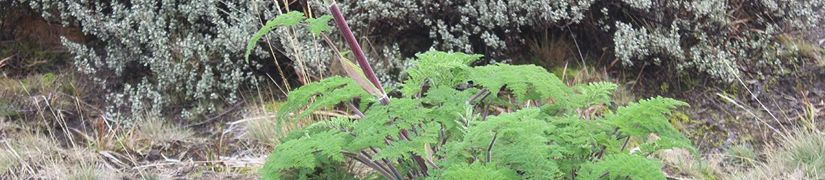 Kilimanjaro Machame Route