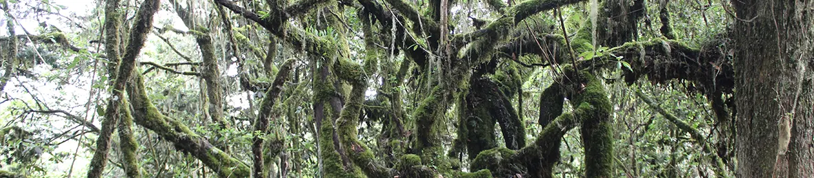 Kilimanjaro Machame Route