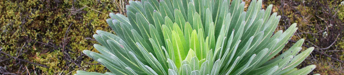 Kilimanjaro Machame Route