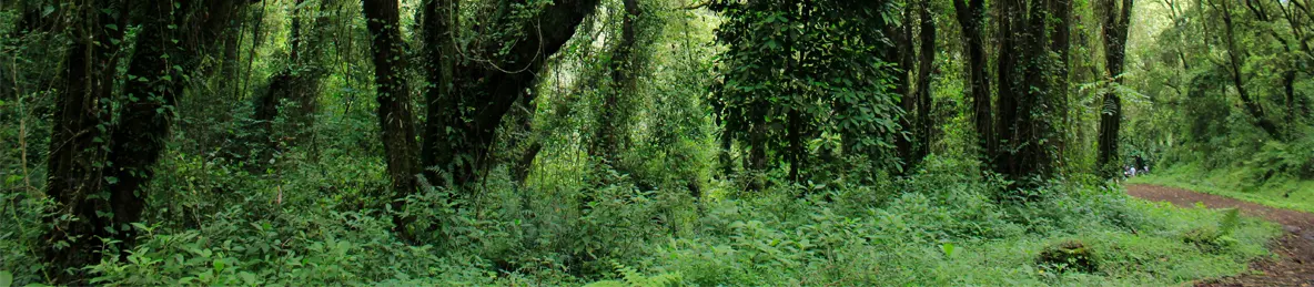 Kilimanjaro Machame Route