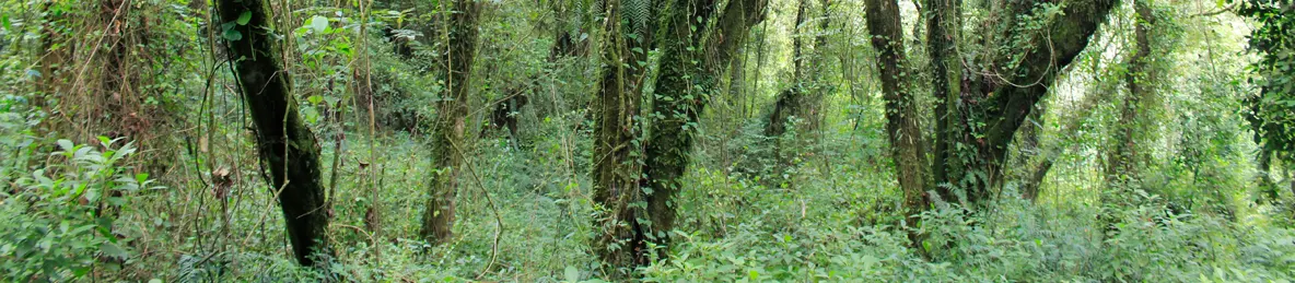 Kilimanjaro Machame Route