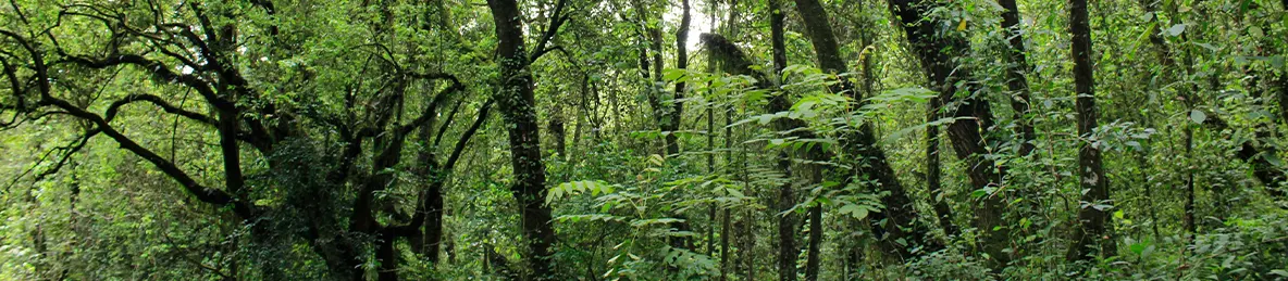 Kilimanjaro Machame Route