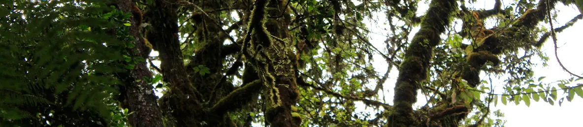 Kilimanjaro Machame Route