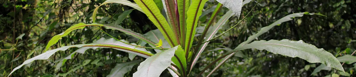 Kilimanjaro Machame Route