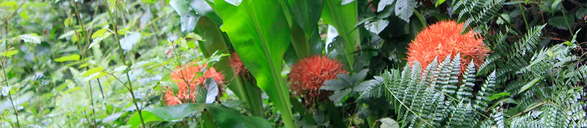 Kilimanjaro Machame Route