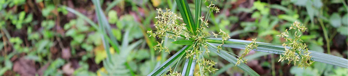 Kilimanjaro Machame Route