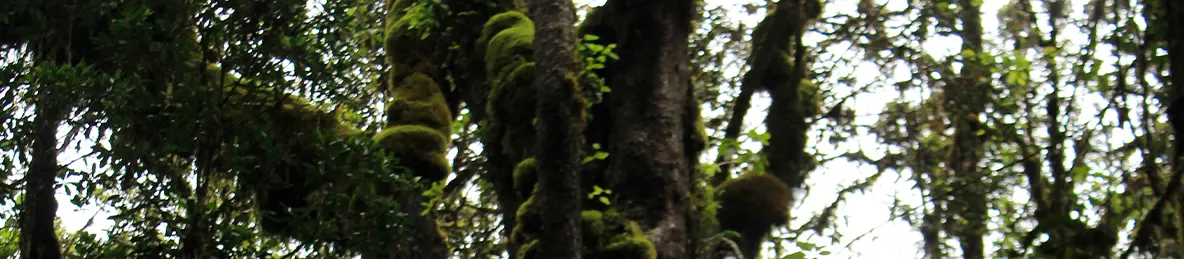 Kilimanjaro Machame Route