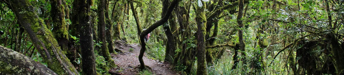 Kilimanjaro Machame Route
