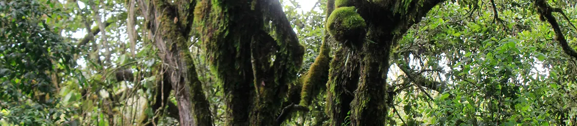 Kilimanjaro Machame Route