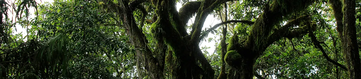 Kilimanjaro Machame Route