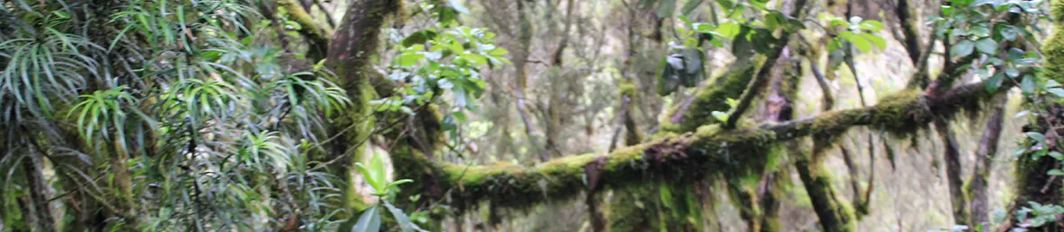 Kilimanjaro Machame Route