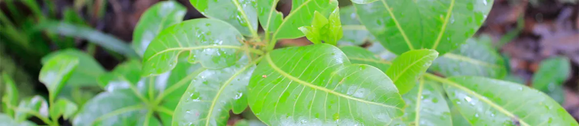 Kilimanjaro Machame Route
