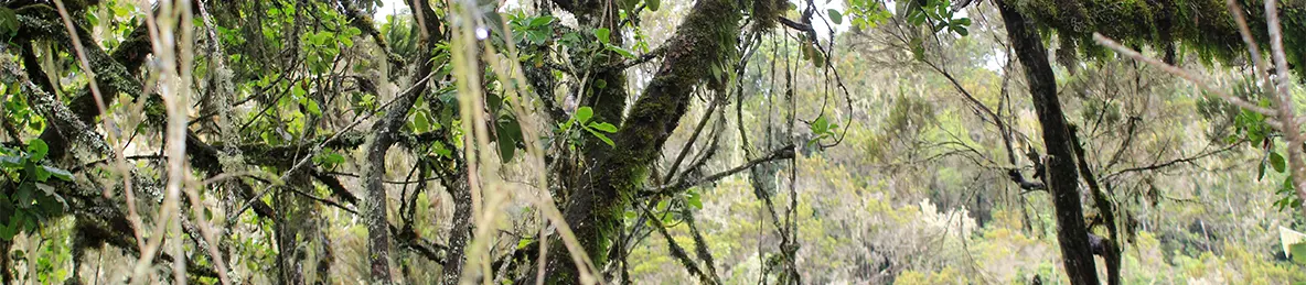 Kilimanjaro Machame Route
