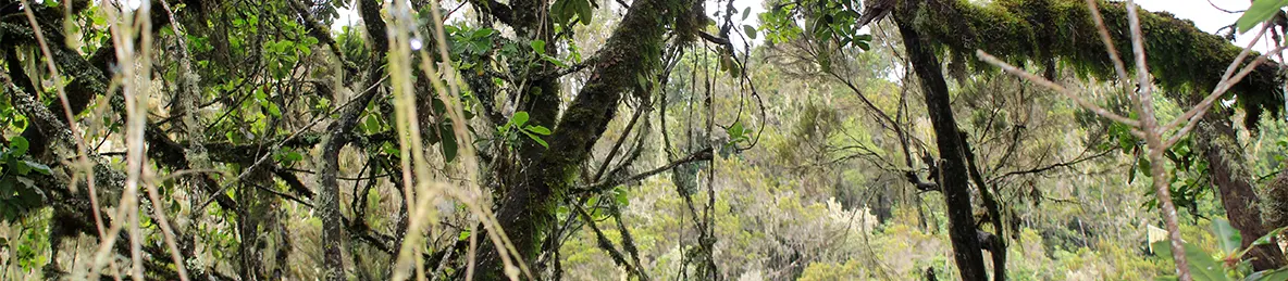 Kilimanjaro Machame Route